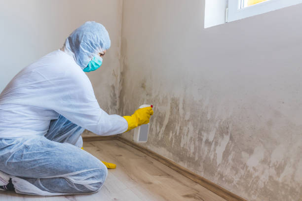 Licensed Mold Remediation service in Newton, TX - 24 Hour Mold Removal